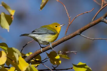 Prothonotary Warbler