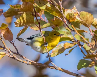Prothonotary Warbler