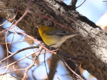 Prothonotary Warbler