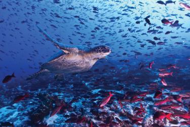 The Galapagos Islands