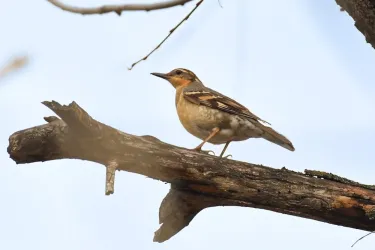 Varied Thrush