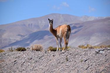 Vicuna
