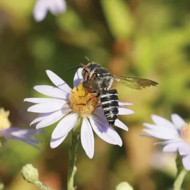 Cuckoo leaf cutting bee
