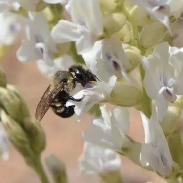 Mason bee