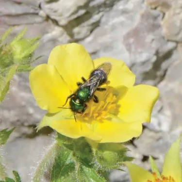 Green mason bee