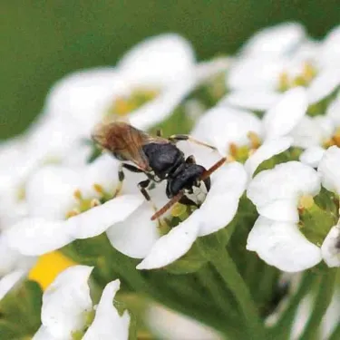 Masked bee