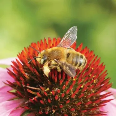 leaf cutting bee
