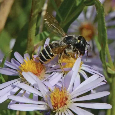 Leaf cutting bee