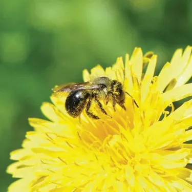 Mason bee
