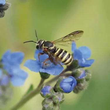 Cuckoo bee