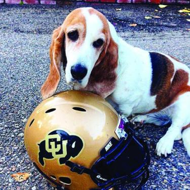 Tru the basset with CU helmet