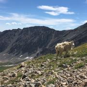 Mountain goat on Torrey's Peak