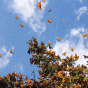 Monarch butterflies 