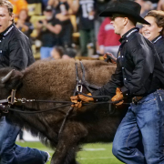 Ralphie storms field