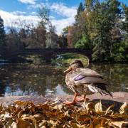 duck at varsity lake at CU 