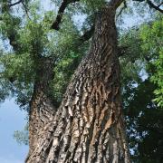 oldest cu tree