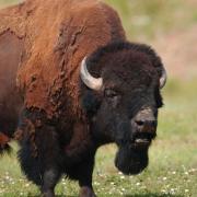 buffalo in field