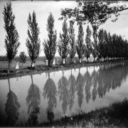 CU Cottonwood trees in 1909