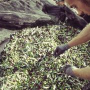 sorting grapes