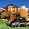 ForeverBuffs buffalo