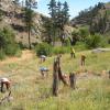 Volunteers from a co-sponsored U.S. Forest Service event remove invasive spotted knapweed from an upland meadow on the Spruce Gulch Reserve.