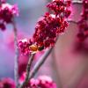 a bee sits on a flower