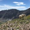 Mountain goat on Torrey's Peak