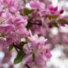 Tree in bloom on campus