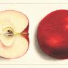 two red apples, one cut in half