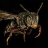 Closeup of bee