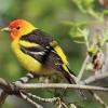 birds of boulder