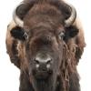Bison