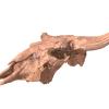 3d reconstructed bison skull