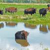 Buffalo herd