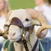 cam the ram