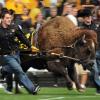 ralphie running