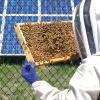 bee hive
