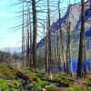 forest after a wildfire