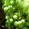 grapes