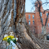 The Old Main Cottonwood was removed from campus in January. Clones of the tree will be planted nearby.