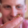 crickets