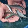 cutthroat trout released