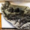 stegosaurus fossil