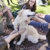 therapy dog