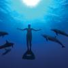 the cove