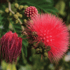 Calliandra haematocephala