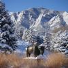 snow on a buffalo statue 