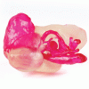 3D kidney