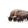 Three buffaloes captured by Gesing