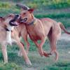 dogs playing